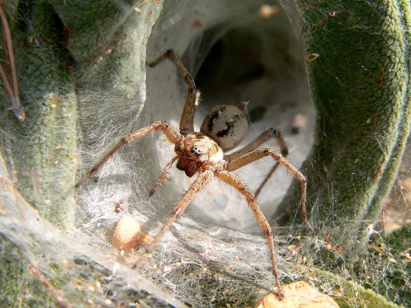 Ragni siciliani (Agelena, Aterigena, Xisticus, Neoscona ...)